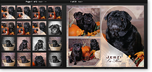 Pet Portraits