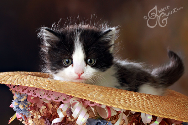 Pets portrait by Tracie Grant