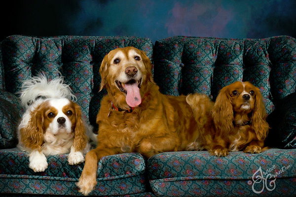 Pets portrait by Tracie Grant