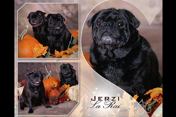 Pets portrait by Tracie Grant