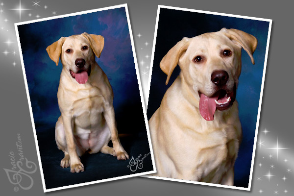 Pets portrait by Tracie Grant